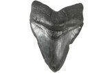 Fossil Megalodon Tooth - South Carolina #183613-2